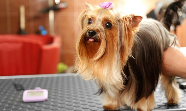Dog Grooming Session for One Dog at The Royal Pooch Co – Hyperli