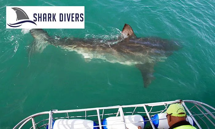 shark-cage-diving-experience-for-one-or-two-including-breakfast-and-snacks
