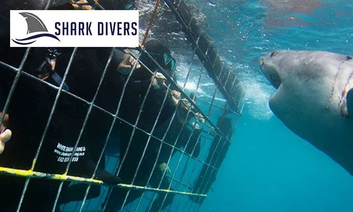 shark-cage-diving-experience-for-one-or-two-including-breakfast-and-snacks