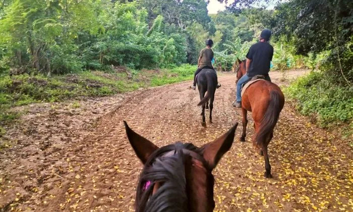 1-hour-horse-trail-experience-with-snacks