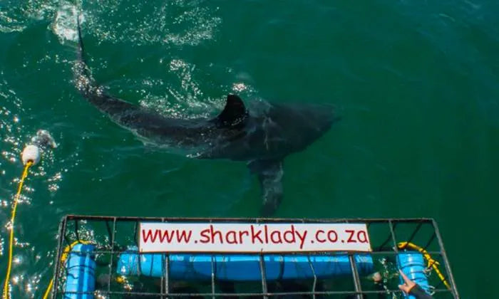 shark-cage-diving-experience-with-sharklady-adventures