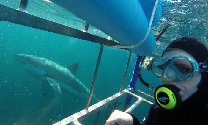 shark-cage-diving-experience-including-breakfast-lunch-and-snacks