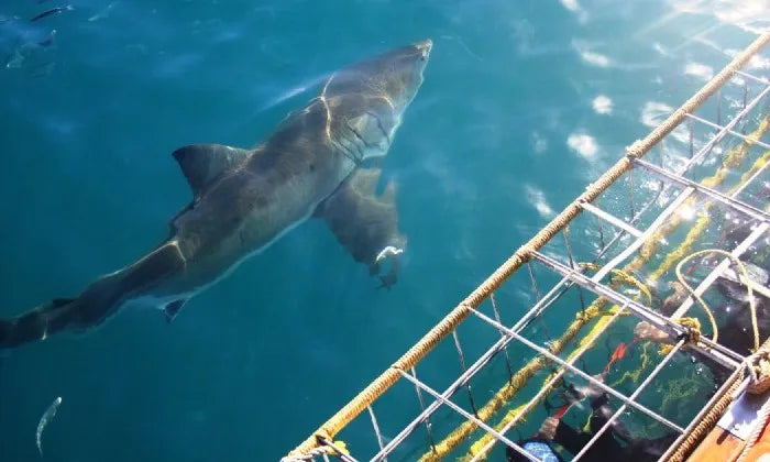 shark-cage-diving-experience-including-breakfast-lunch-and-snacks