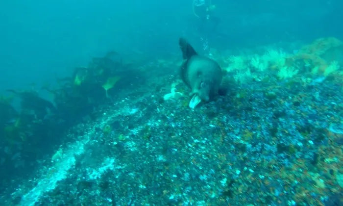 seal-and-kelp-scuba-dive
