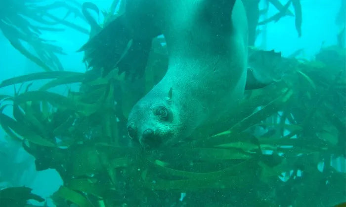 seal-and-kelp-scuba-dive